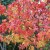 Arbuste aux couleurs d'automne