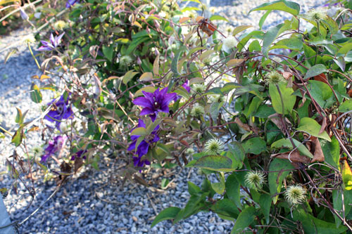 Clematite The-President