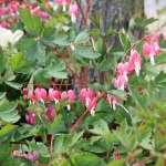 Dicentra spectabilis