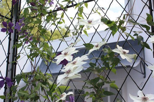 clematite miss bateman