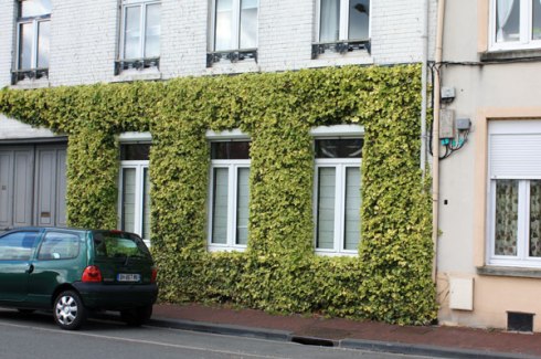 Façade lierre