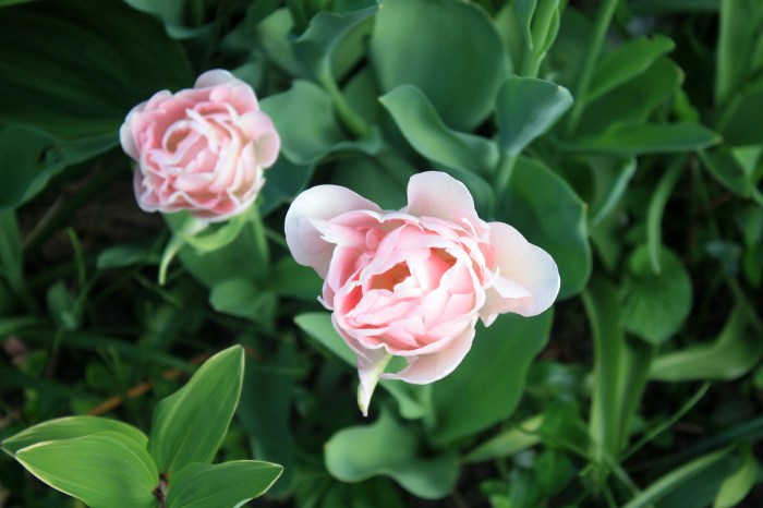 IMG_8129 jardin de printemps