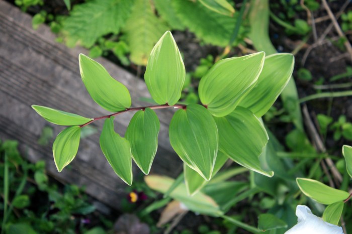 IMG_8134 jardin de printemps