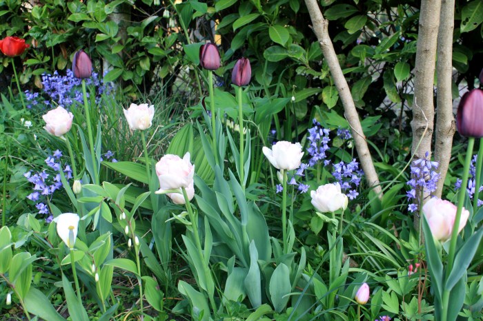 IMG_8136 jardin de printemps