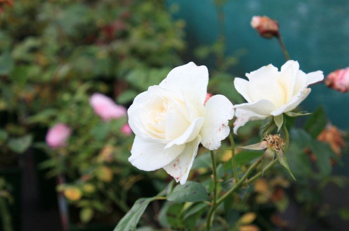Rosier grimpant Fée des Neiges