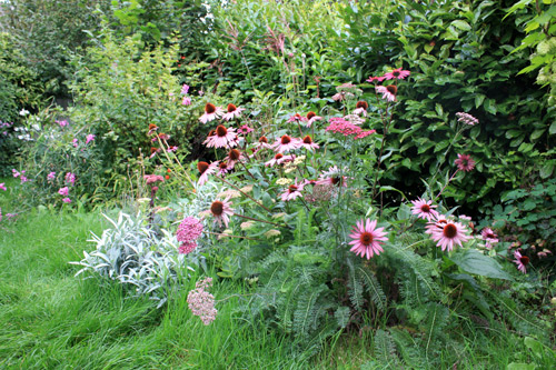 Massif de plantes vivaces roses pour l'été