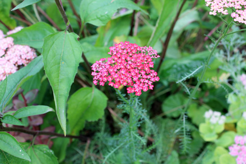 Achillée 'cerise queen'