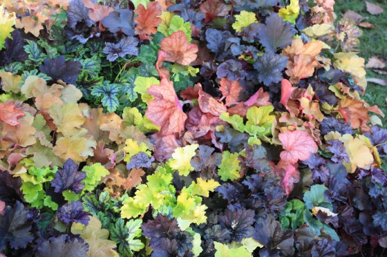 Heuchera
