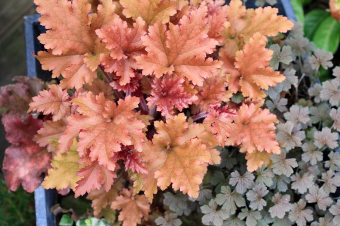 heuchera-marmelade