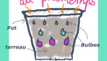 bulbes en pot