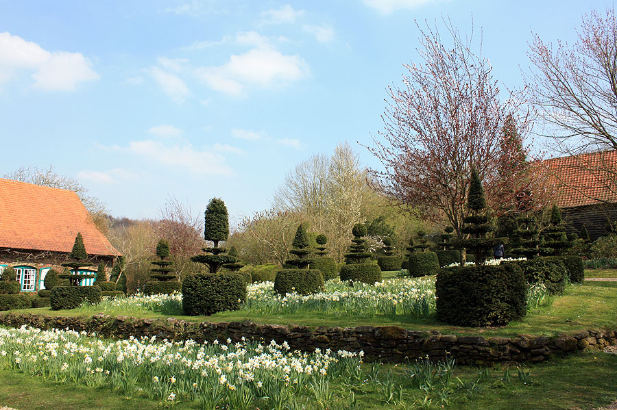 topiaires et narcisses