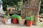 Jardin de bulbes en pot