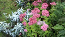sedum joie de l'automne