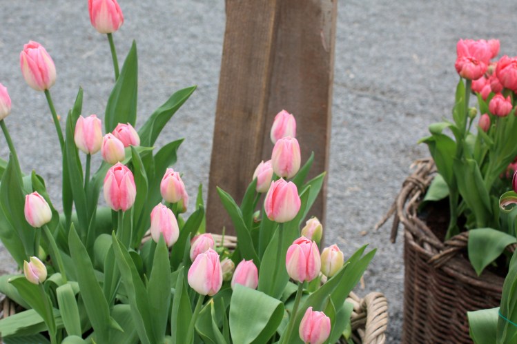 tulipe dynasty07_10_20110176