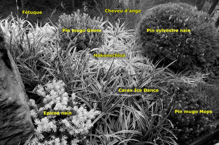 Massif à base de conifères