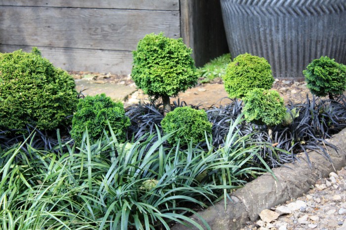 Cyprès du japon avec des opiopogons