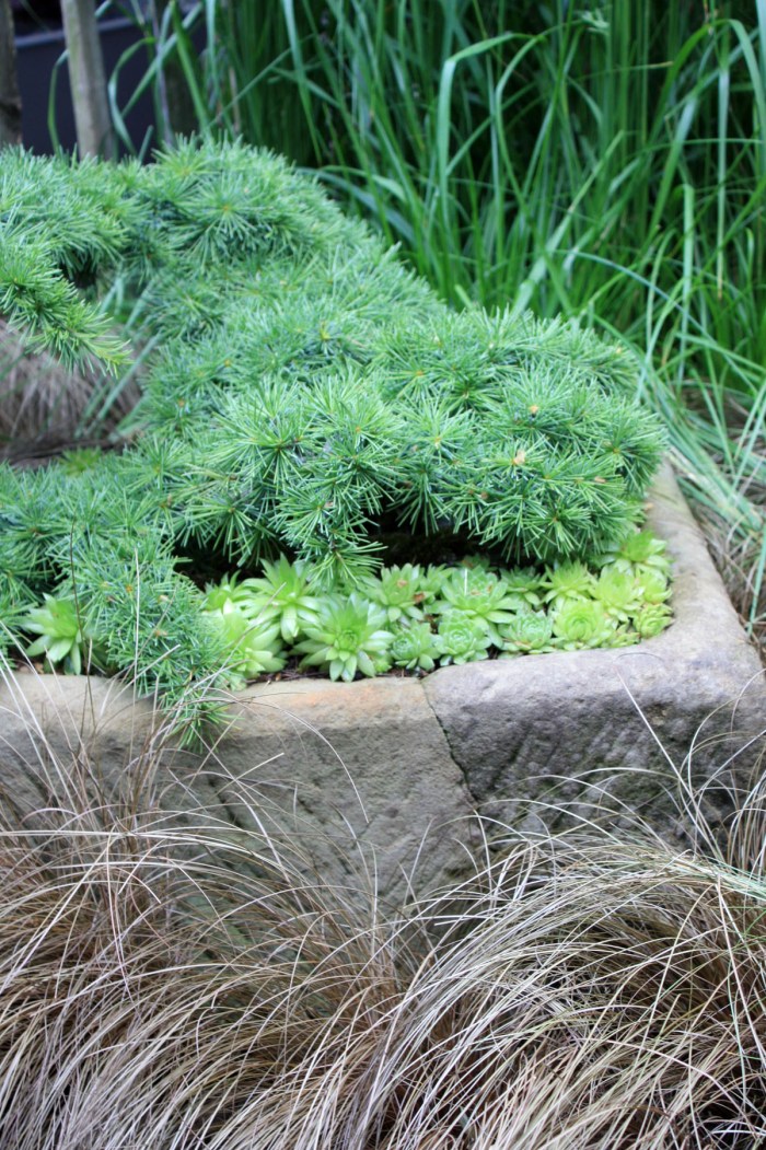 Composition à base de conifères