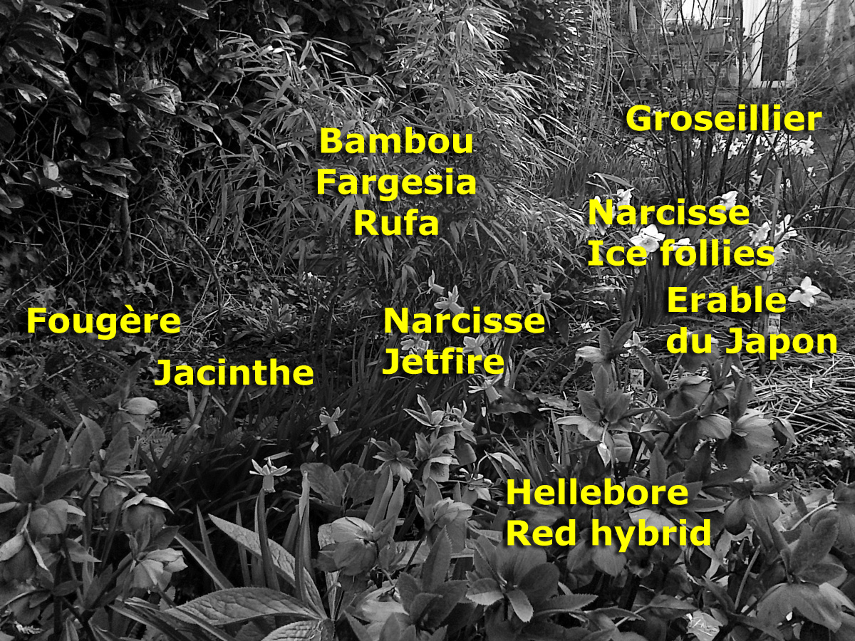 massif pour jardin d'ombre autour d'un bambou