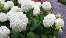 hydrangea Annabelle