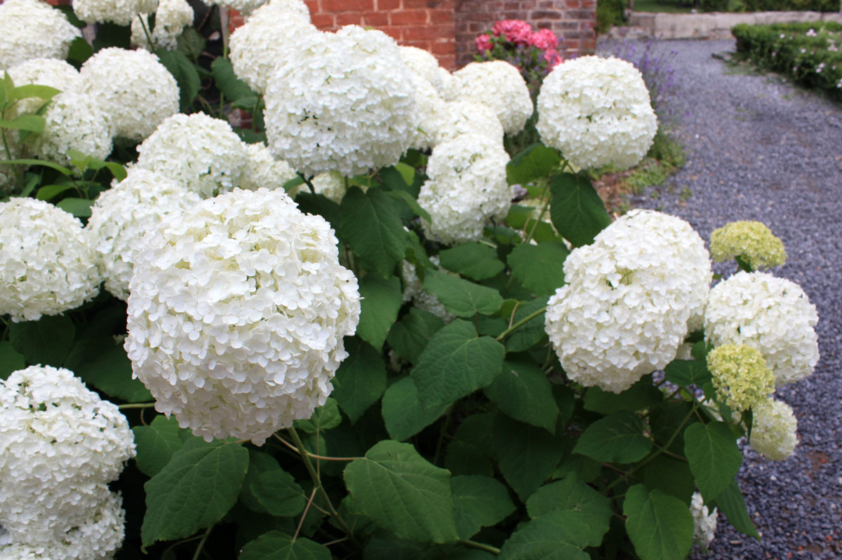 hydrangea Annabelle