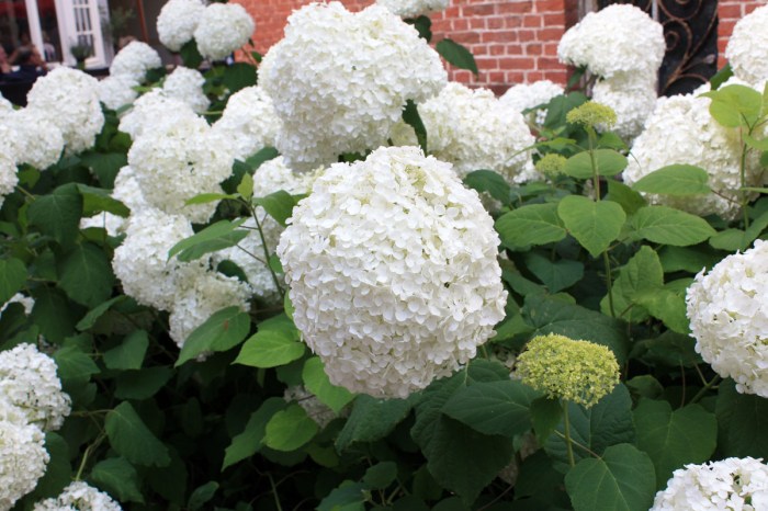 hydrangea arborescent Annabelle