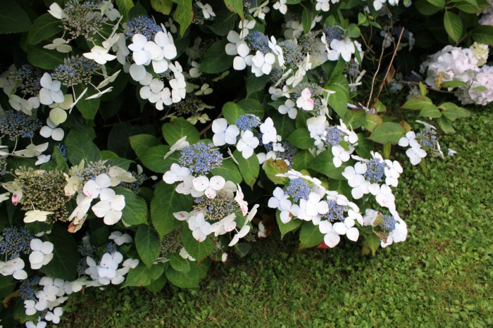 Hydrangea Aigaku