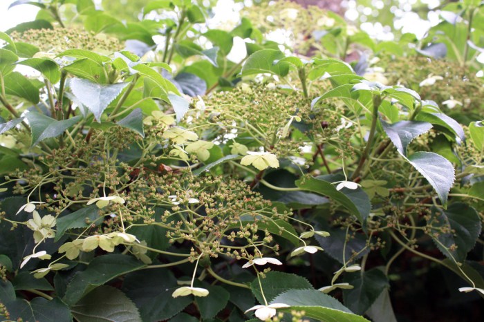 hydrangea anomala