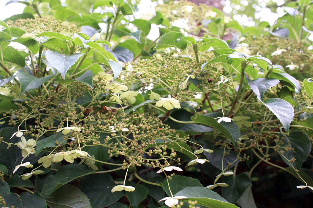hydrangea anomala