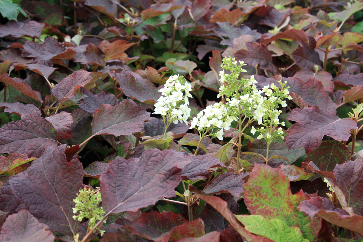 hydrangea quercifolia