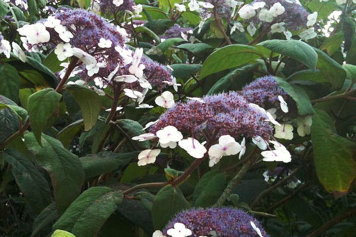 hydrangea aspera