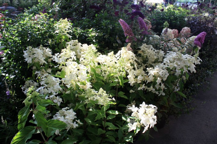 hydrangea great star Vasterival