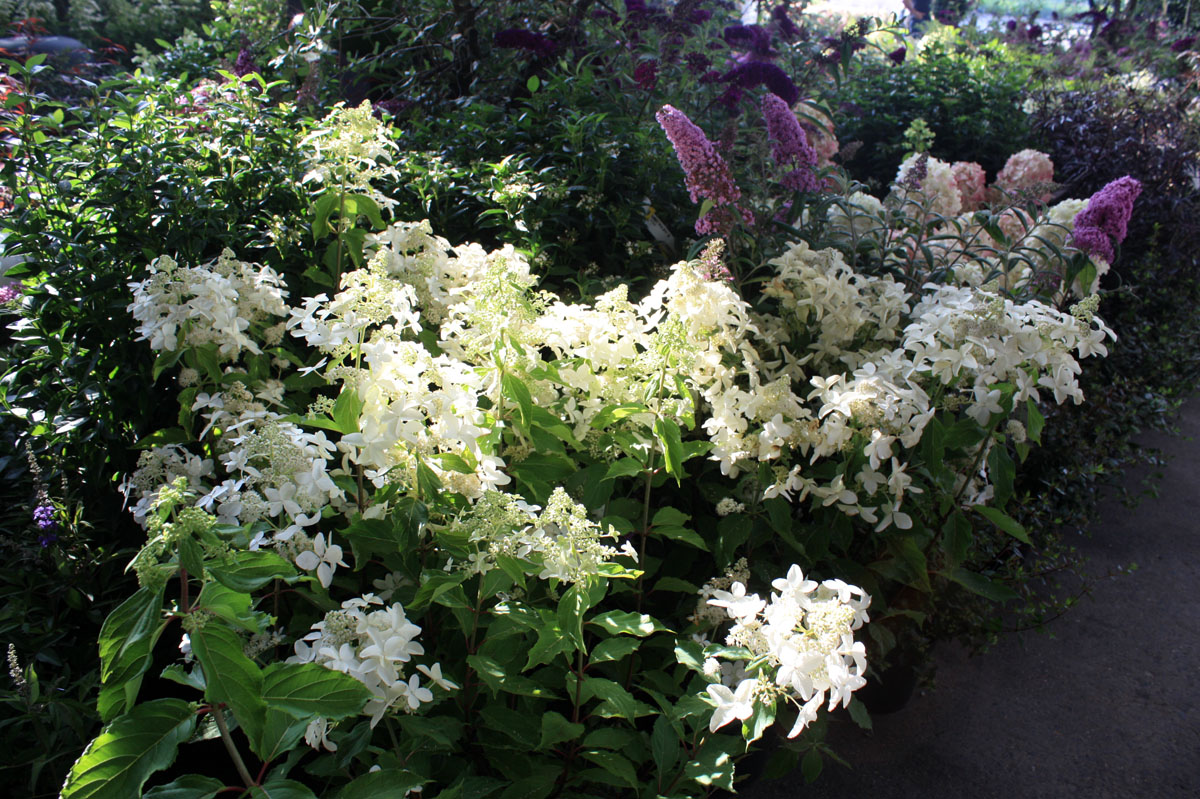 hydrangea great star Vasterival