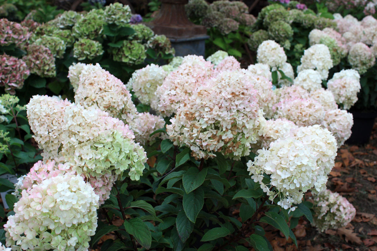 Hortensia paniculé Bobo