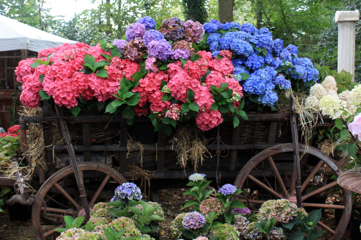 hydrangea macrophylla