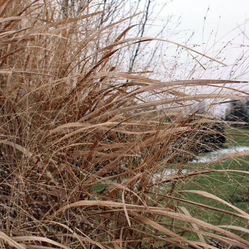 Le panic est une graminée adaptée au vent