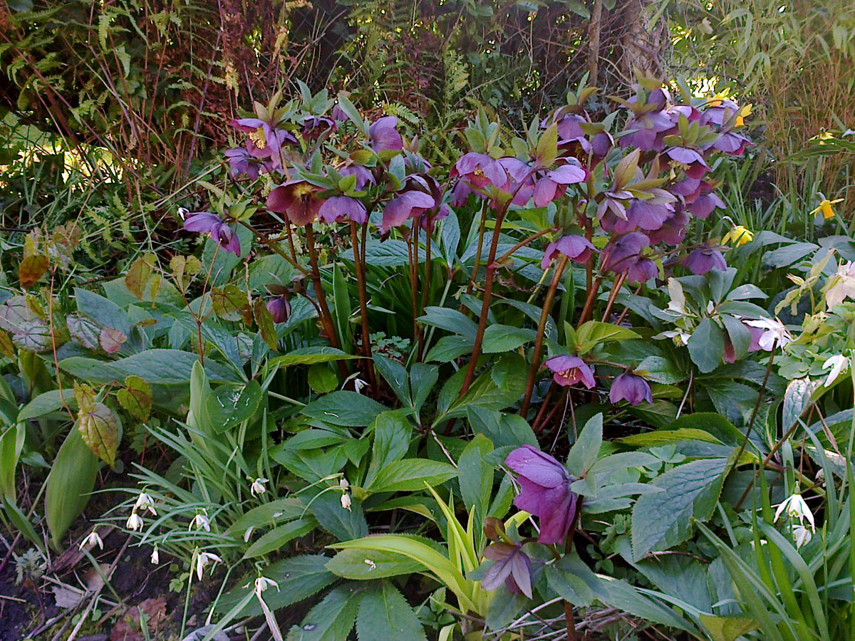 helleborus