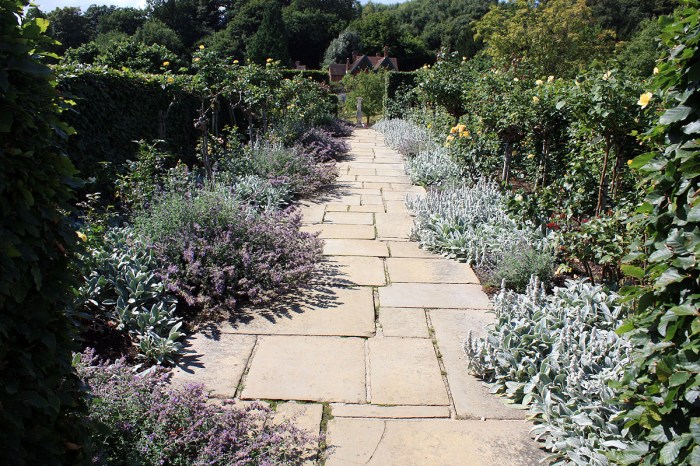 stachys Chartwell 08092013 IMG_1509