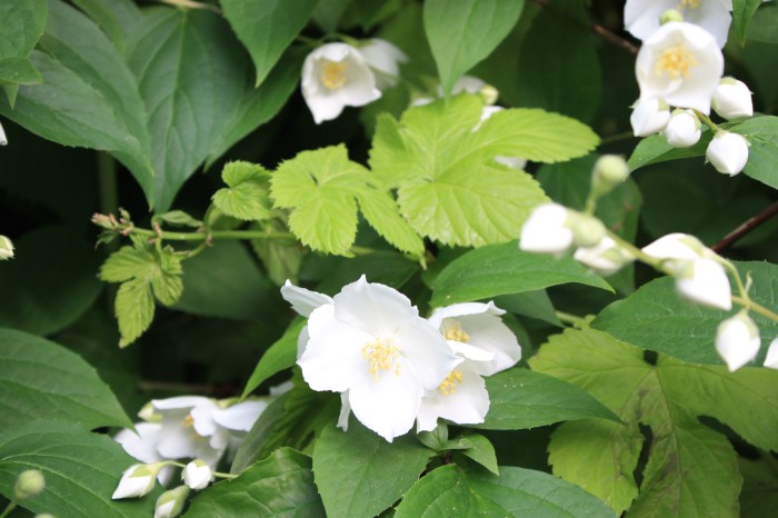 humulus lupulus aurea et philadelphus