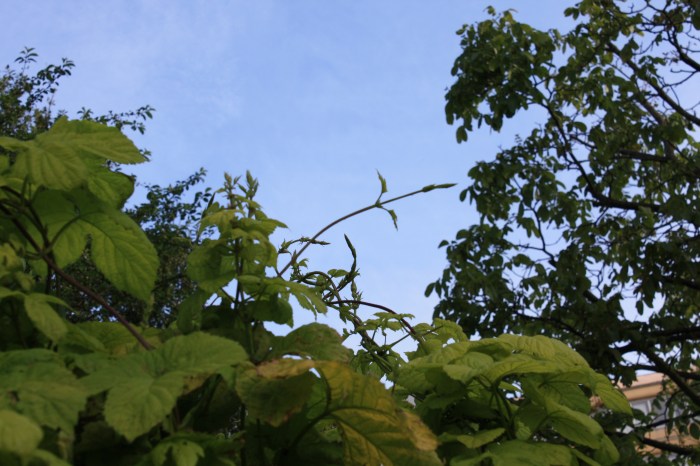 houblon grimpant dans une haie