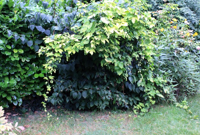 humulus lupulus