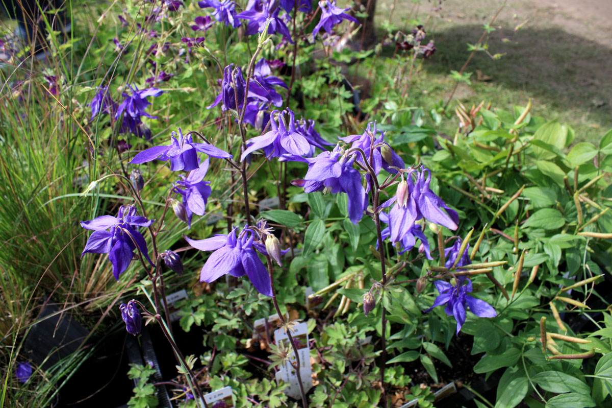Aquilegia