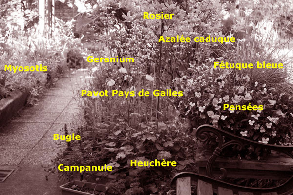 plan de massif pour un petit jardin