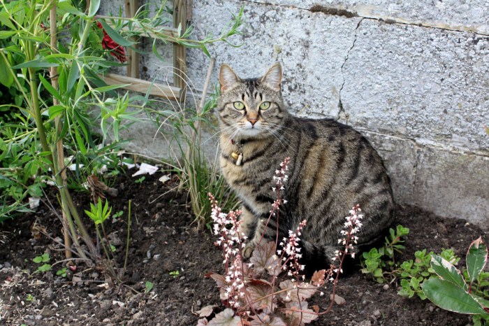 chat au jardin