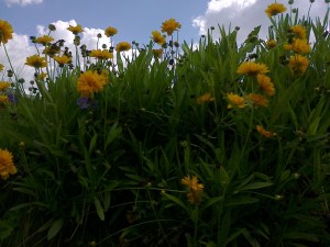 coreopsis plante vivace
