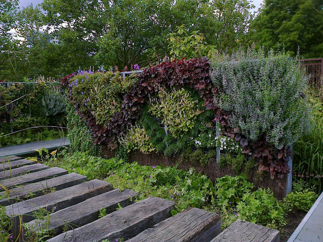 heuchères et calaments sur un mur végétal