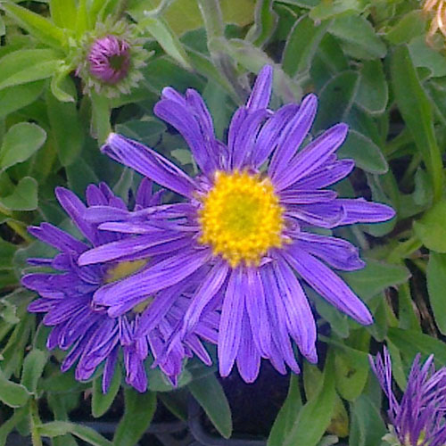 Cet aster fleurit au printemps