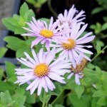 Aster frikartii 