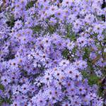 L'aster Little Carlow a l'avantage d'avoir un feuillage sain