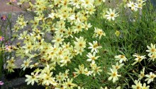 coreopsis verticilliata