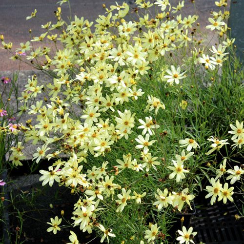 coreopsis verticilliata